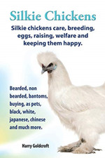 Silkie chickens care - silkie,