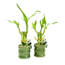 2-Pack Small Lucky Bamboo Live