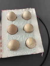 6 Poly Boxed Eating Eggs Of