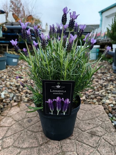 French lavender plant 2l - lavender, in