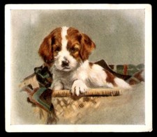 Godfrey Phillips ‘’Our Puppies” 1936 - The Basset Hound No. 28