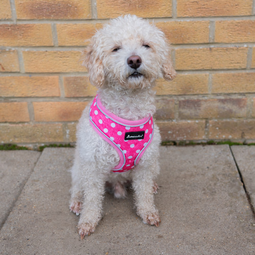 Dog harness soft adjustable - harness,
