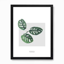 Monstera Obliqua Art Print