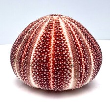Extra large celtic sea urchin - extra,