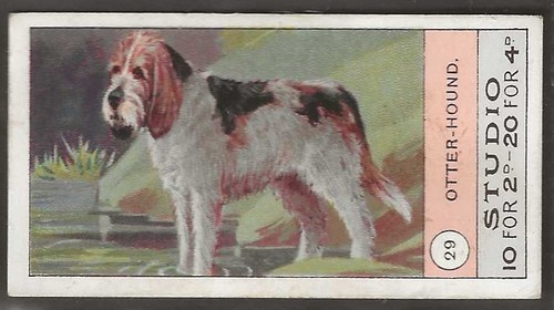 Smiths fowls pigeons dogs - &,
