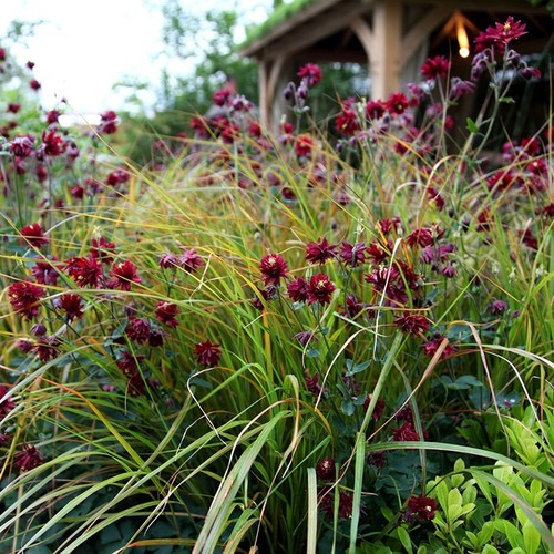 Pheasant tail grass - pheasant's,