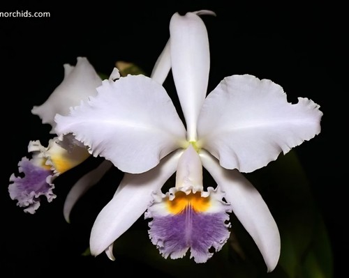 Cattleya gaskelliana - cattleya,