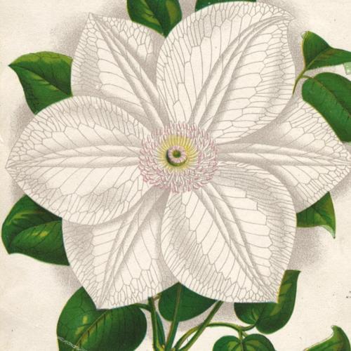 Victorian seed catalog print - seed,