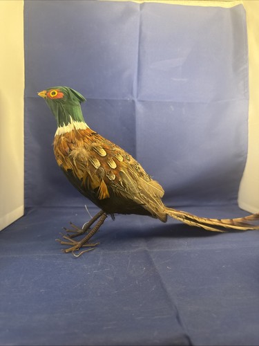 Vintage feathered pheasant - vintage,