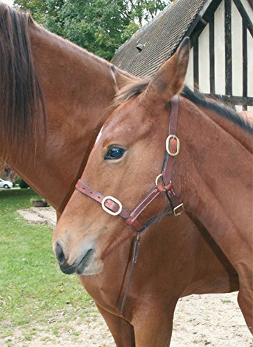 Cwell equine foal halters head - cwell,