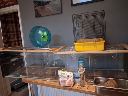 Detolf hamster herbil - /,
