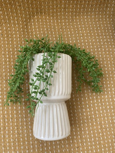 String pearls succulent - string,