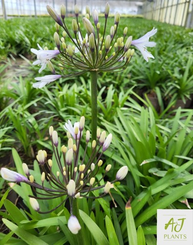 Agapanthus fireworks african - fireworks,