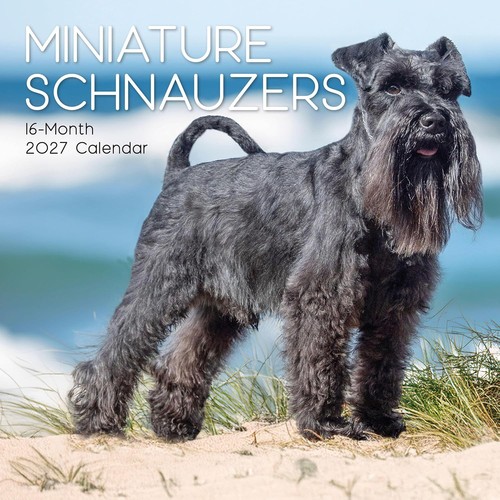 Miniature schnauzer dog x - miniature,