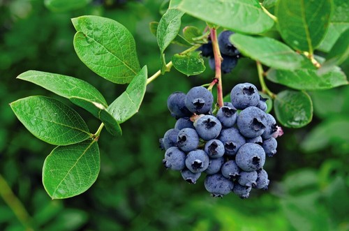 Blueberry fruit bush darrow - fruit,