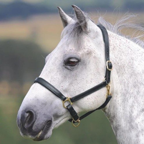 Shires velociti gara ragley - shires,
