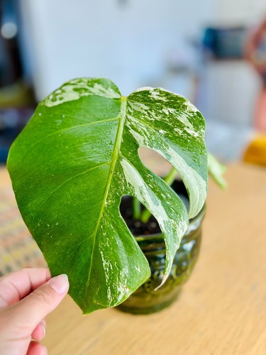Monstera albo highly - monstera,