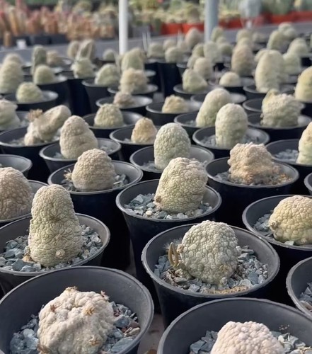 5cm pseudolithos - 4.5~5cm,