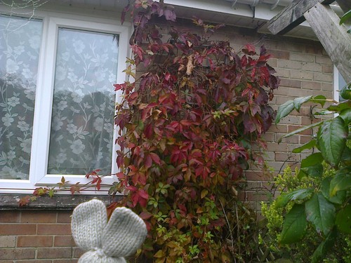 One virginia creeper - creeper, in