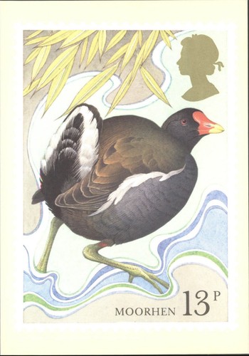 Vintage british birds - birds, moorhen