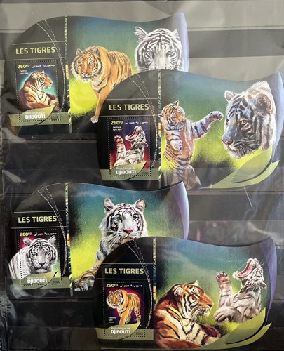Djibouti 2016 tigers wild - djibouti,