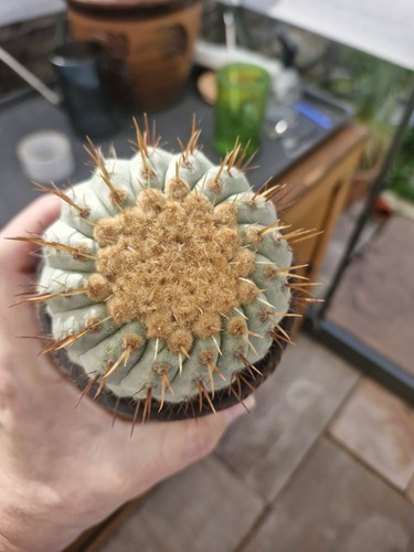 Copiapoa cinerea var columna - copiapoa, var.
