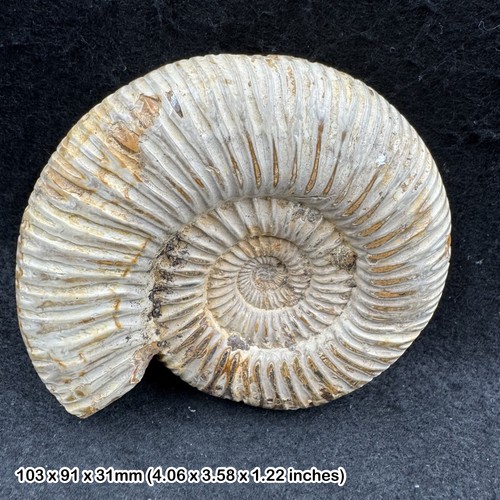 Perisphinctes ammonite fossil - perisphinctes,