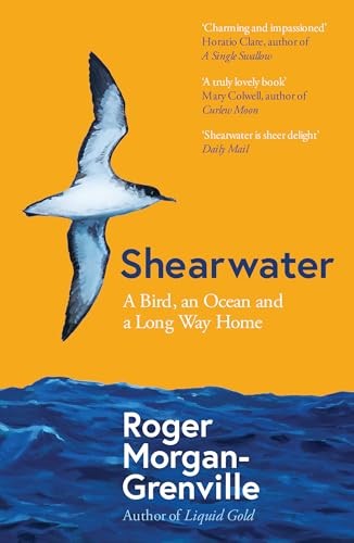 Shearwater a bird an - shearwater:,