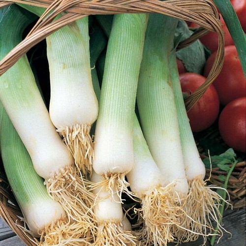 10x leek musselburgh - leek,