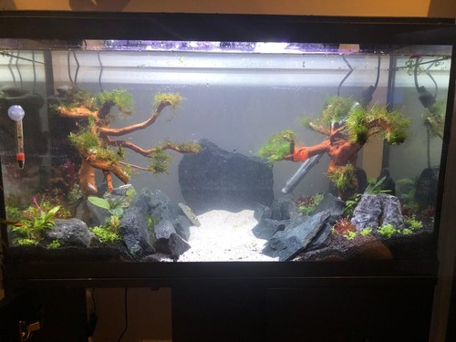 Fish tank 110 litre - fish,