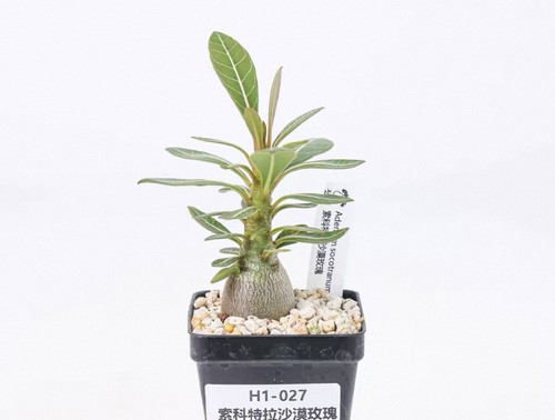Pot 5cm raresucculent plant - pot,
