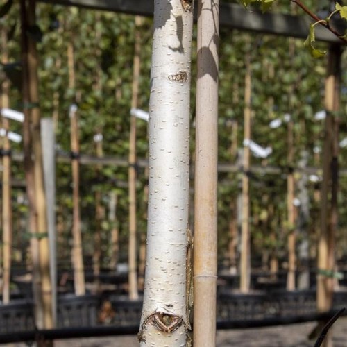 Betula trinity college - betula,
