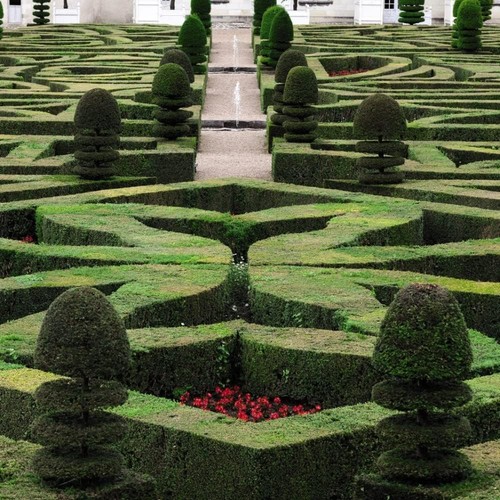 Box hedging buxus sempervirens - buxus,
