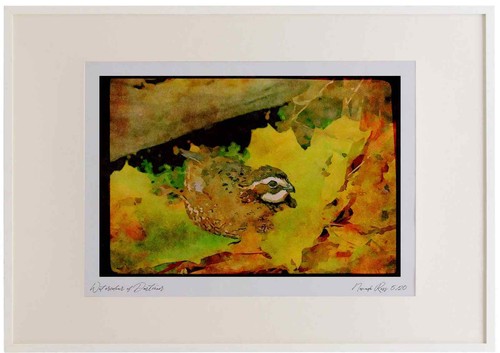 352047 bobwhite quail cock - quail,,