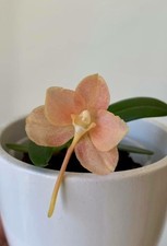 Ceratosiella LOC Hello Kitty