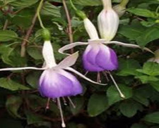 6 plugs NOT MINI Fuchsia