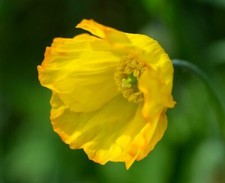 Welsh Poppy - Meconopsis cambrica - 0.05g Seeds (200 Approx) - Native Wildflower