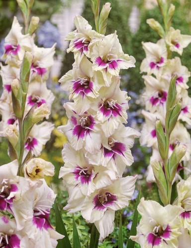 Gladioli amber mystique - gladioli,