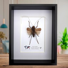 Framed dragon headed katydid