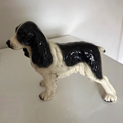 Black white spaniel dog - white,
