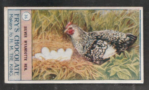 1912 fry birds poultry - poultry,