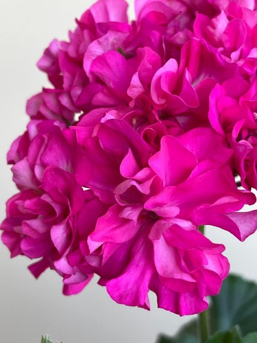 Pelargonium diaz faramira - pelargonium, faramira💫