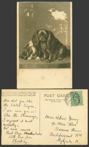 King charles spaniel - charles, dogs