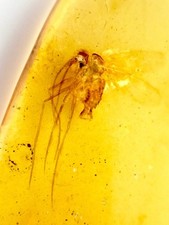 NOVEL LONG SUCKER MOSQUITO