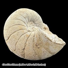 Rare nautilus nautiloid fossil - rare,