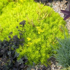 Sedum gold mound plant plugs