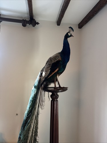Taxidermy blue indian peacock - taxidermy,