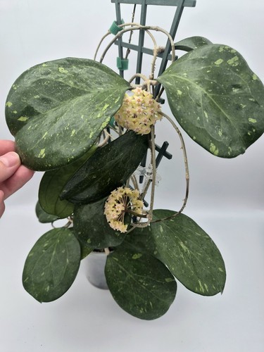 Rarely offered hoya - rarely, cv