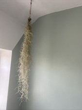 Spanish Moss Air Plants Tillandsia Usneoides Airplants House Easy Care Plant