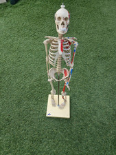 3B Anatomical Human Skeleton Model / Teaching Aid - 70 cm Tall